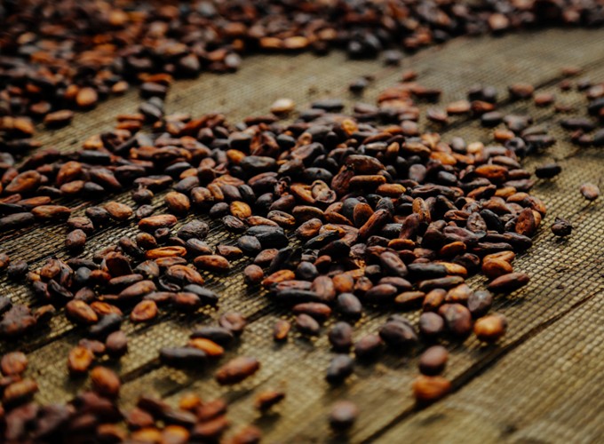 Kakaobohnen und fermentierte Nibs - Grundlage der Schokoladenaromen