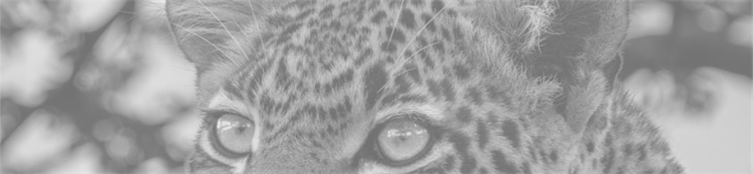 Big Five - Leopard